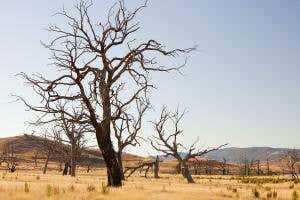 Carbon emissions make Earth greener but are also drying it out