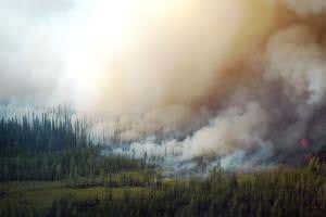 Climate models may be wrong as fires cancel forest carbon sinks