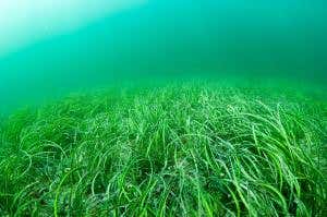 Seagrass gardens are needed to cap the carbon bomb in the oceans