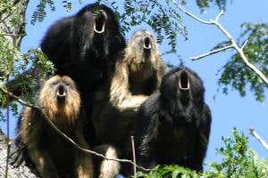 Howler monkeys have to choose between big balls and big bawls