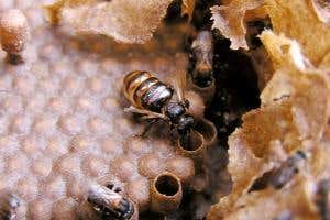 Bees found farming fungus for first time to feed larvae