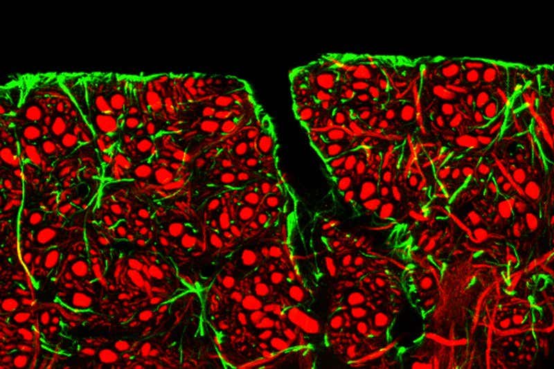 New Scientist. Science news and long reads from expert journalists, covering developments in science, technology, health and the environment on the website and the magazine.