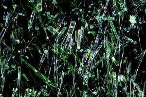 Ocean’s hidden green plankton revealed by fixing glitch in model