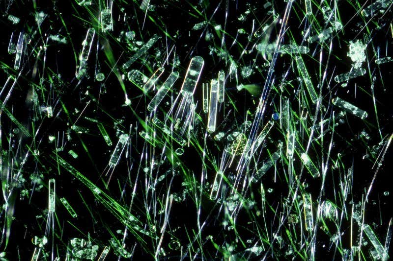 New Scientist. Science news and long reads from expert journalists, covering developments in science, technology, health and the environment on the website and the magazine.