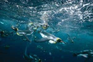 El Niño forces king penguins to swim 130km further for fish