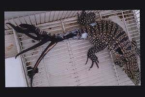 First known case of a lizard growing six new tails at once