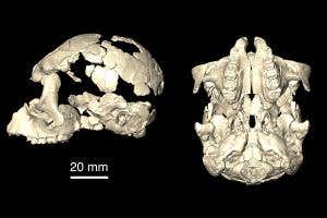 Fossil discovery could be the last common ancestor to all apes