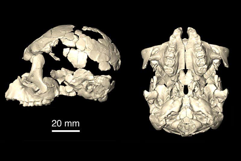 New Scientist. Science news and long reads from expert journalists, covering developments in science, technology, health and the environment on the website and the magazine.