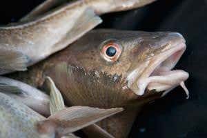 Warmer oceans mean some cod stocks will never fully recover