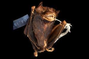 New species of bat emerges from 30-year stint in jar of alcohol