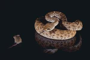 Invisibility cloak for heat could help mice vanish from snakes