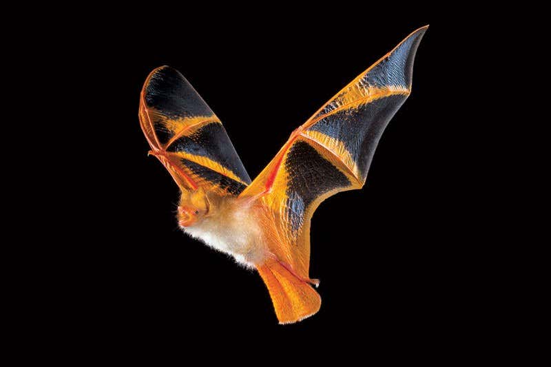 <em>The Secret Lives of Bats</em>: The adventures of the real batman