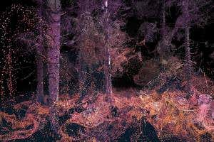 Virtual reality gives you an insider view on life as a midge