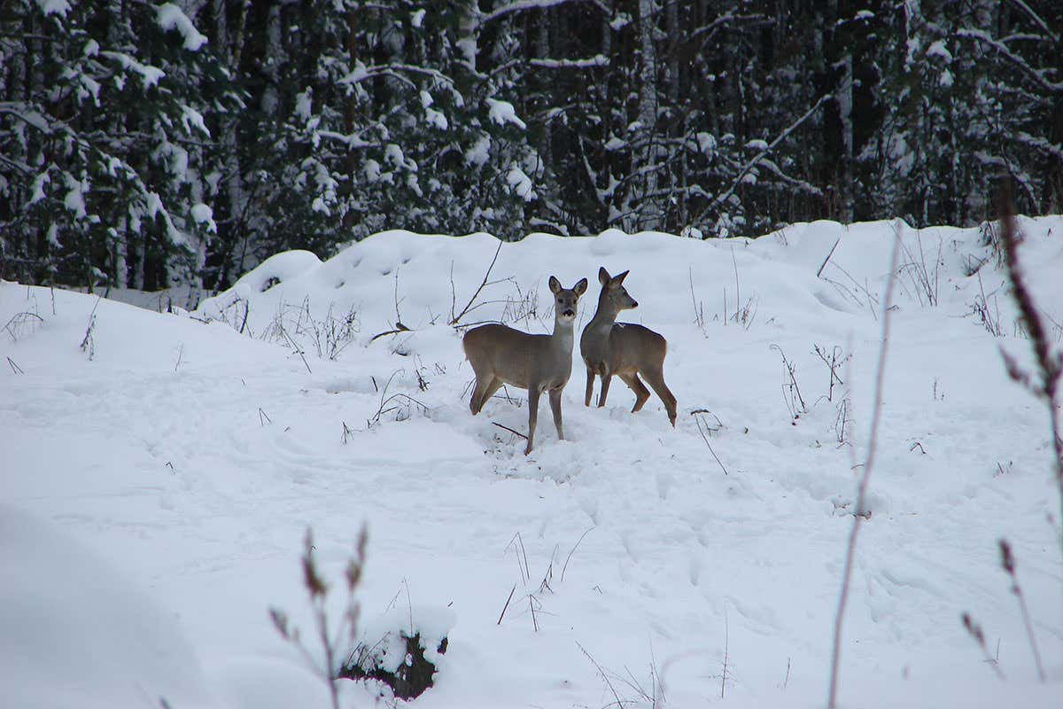 New Scientist. Science news and long reads from expert journalists, covering developments in science, technology, health and the environment on the website and the magazine.