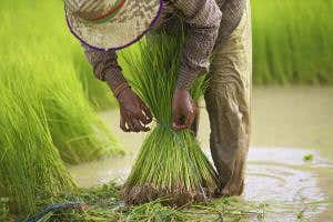 Rice was domesticated three times across Asia, not once in China