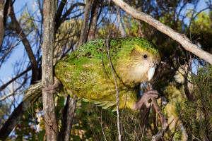 Vitamin supplements could save critically endangered kakapo