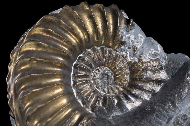 New Scientist. Science news and long reads from expert journalists, covering developments in science, technology, health and the environment on the website and the magazine.