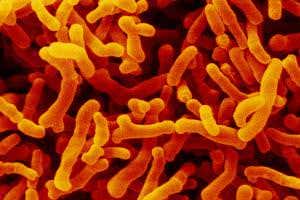 Gut bacteria may affect the success of cancer treatments