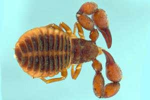 Venomous pseudoscorpions use huge pincers to hitchhike on bats