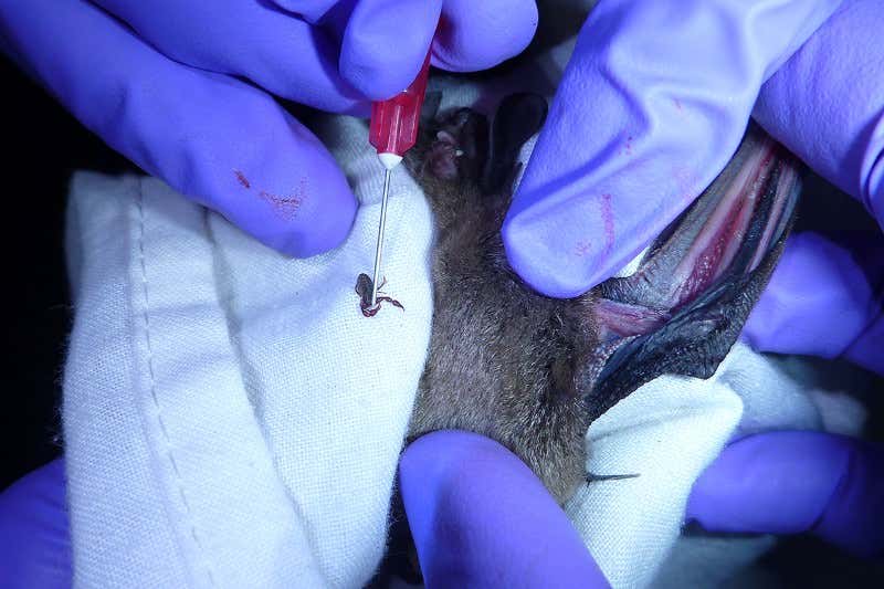 New Scientist. Science news and long reads from expert journalists, covering developments in science, technology, health and the environment on the website and the magazine.