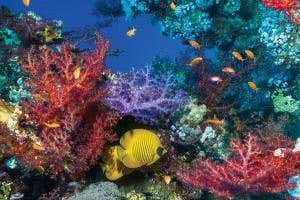 Growing corals turn water more acidic without suffering damage