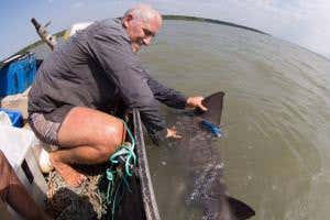 World's most elusive shark found and tagged for the first time