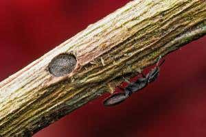 Ants use their flattened heads as doors to lock down their nests