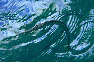 The first fish seen leaping out of water to attack prey from air