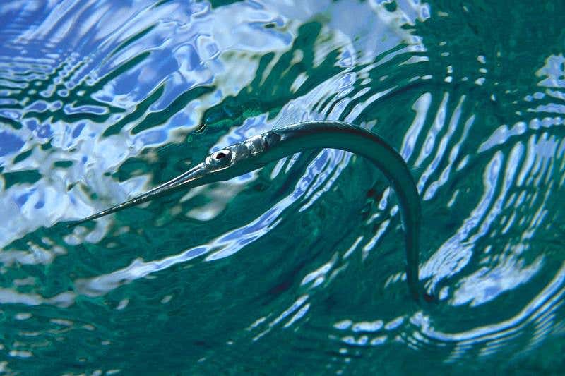 New Scientist. Science news and long reads from expert journalists, covering developments in science, technology, health and the environment on the website and the magazine.