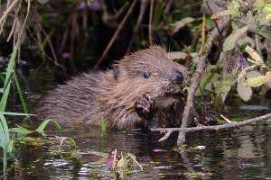 Should the UK bring back beavers to help manage floods?