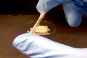 Powdered glue goes on dry and sticks when squished