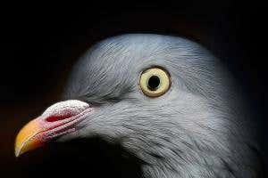 Animal magnetic sense comes from protein that acts as a compass