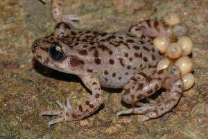 Global amphibian killer eliminated in wild for the first time
