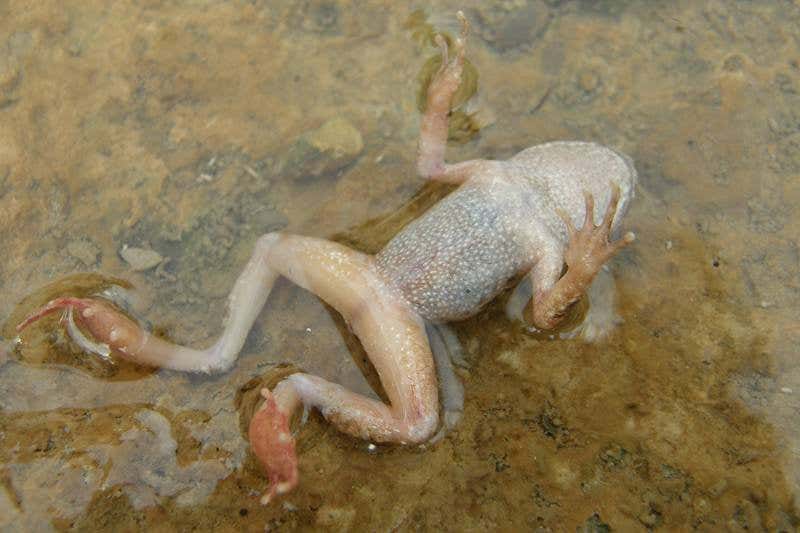 New Scientist. Science news and long reads from expert journalists, covering developments in science, technology, health and the environment on the website and the magazine.