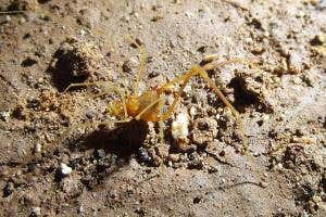 Meet Sméagol, the eyeless cave-dwelling daddy long-legs