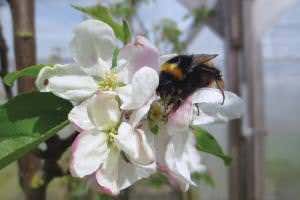 First direct evidence of impact of pesticide on bee pollination