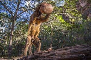 Nut-cracking capuchin and tadpoles among photo competition picks