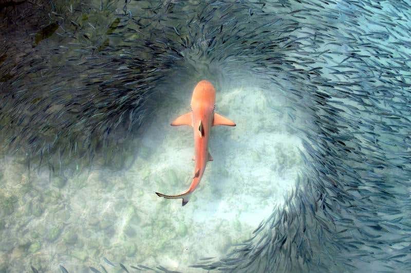 New Scientist. Science news and long reads from expert journalists, covering developments in science, technology, health and the environment on the website and the magazine.