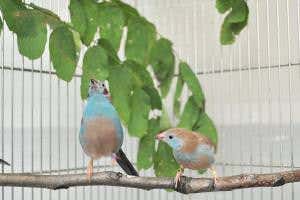 African finch sings and performs superfast Happy Feet tap dance