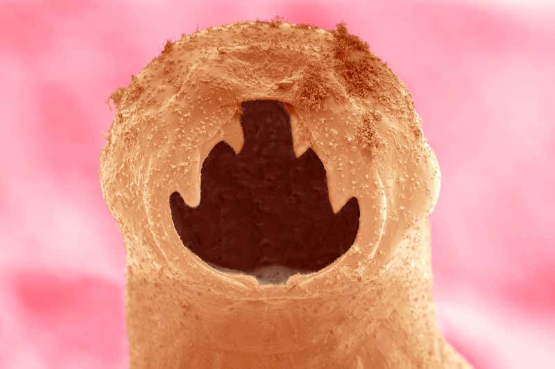 New Scientist. Science news and long reads from expert journalists, covering developments in science, technology, health and the environment on the website and the magazine.