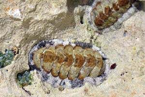 Mollusc sees the world through hundreds of eyes made out of rock