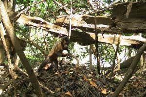 Capuchin monkeys use sticks as shovels to dig out caiman eggs