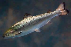 Engineered fillets on sale in two years as US approves GM salmon