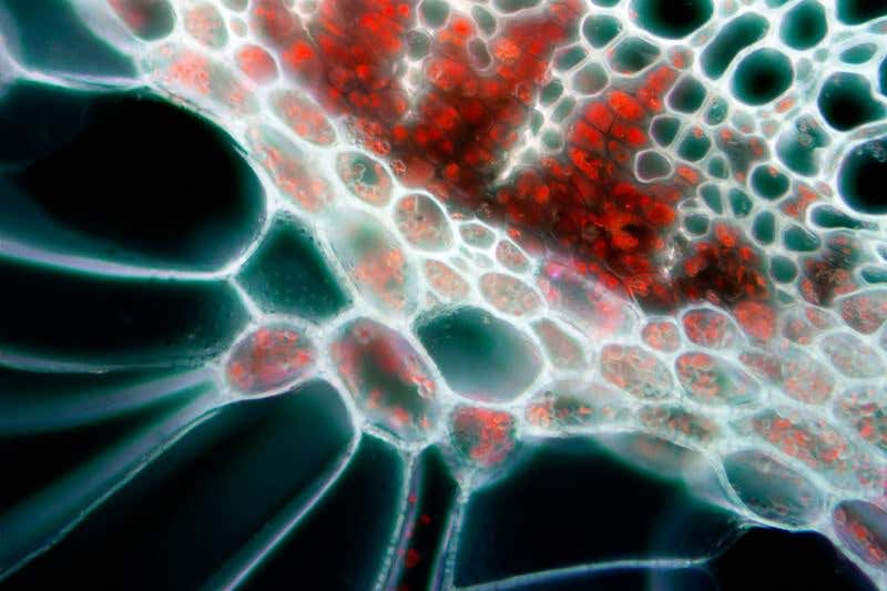 New Scientist. Science news and long reads from expert journalists, covering developments in science, technology, health and the environment on the website and the magazine.