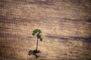 Big firms are still not acting on their deforestation promises