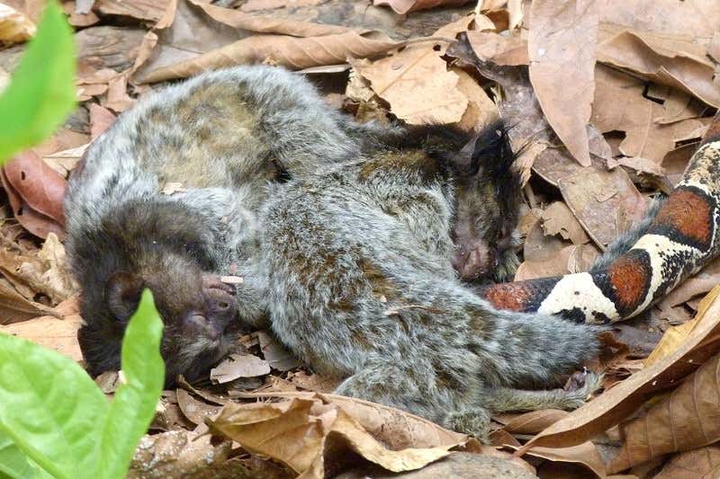New Scientist. Science news and long reads from expert journalists, covering developments in science, technology, health and the environment on the website and the magazine.