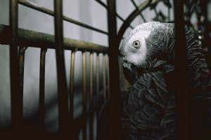 African grey parrot numbers plummet by 99 per cent in Ghana