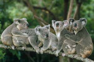 Koalas' love of sex with neighbours protects against inbreeding