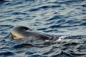 Two whales killed by sole fish stuck in their blowholes