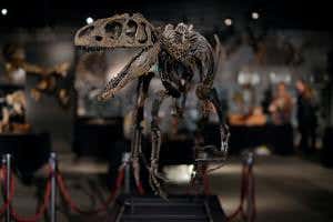 Beautiful <em>Allosaurus</em> skeleton auctioned with £500,000 price tag